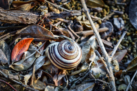 An overhead shot of snail in the woods under sunlight