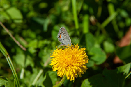 A butterfly on a yellow dandelion flowerの写真素材