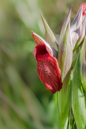 A vertical closeup shot of a blooming red serapias orchid flowerの写真素材