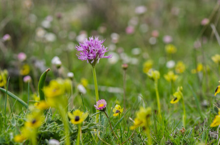 A blooming wild naked man orchid flowerの写真素材