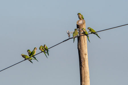 A flock of Budgerigars perched on a wire under the sunlight and a blue skyの写真素材