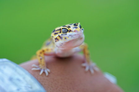 An eyed gecko in the blurred green backgroundの写真素材