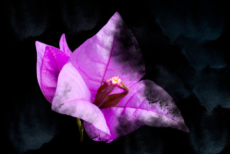 Bougainvillea flower in Guatemala, Buganvilla, central americaの写真素材