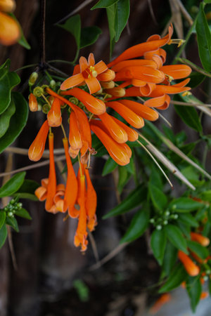 A closeup shot of an orange Lobster-claws grown in the gardenの写真素材