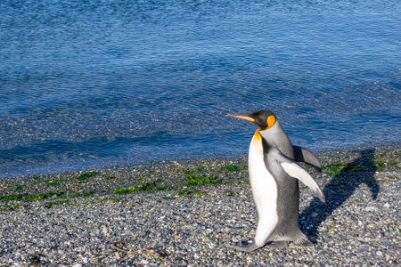 A beautiful king penguin by the seaの写真素材