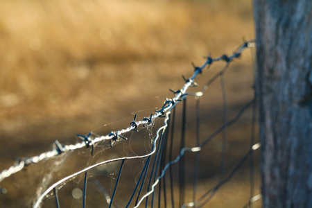 A closeup shot of barbed wire with cobwebsの写真素材
