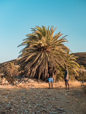 A rear view of two young friends looking at a big date palm treeの写真素材