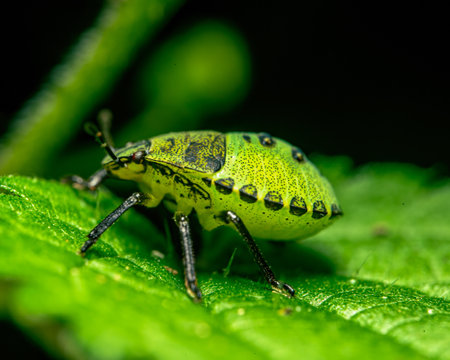 A macro shot of a green insect on a green leaf on a blurred backgroundの写真素材
