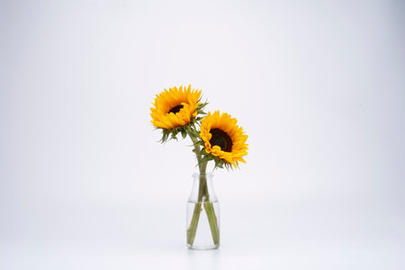 A closeup shot of sunflowers on white backgroundの写真素材