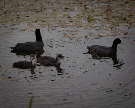 A scenic view of coots swimming in the lakeの写真素材