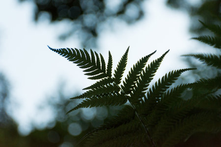 A closeup shot of a fern branch with blurred backgroundの写真素材