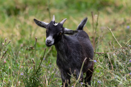 A closeup shot of a black goatの写真素材