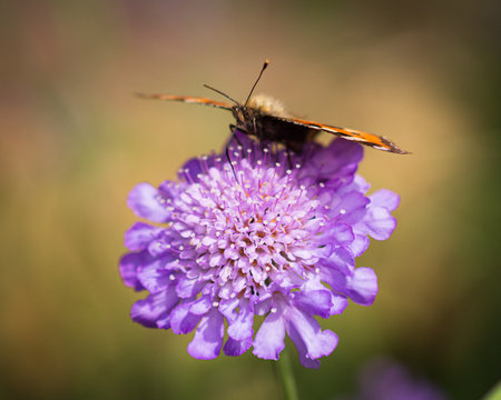 A scenic view of a butterfly perched on a purple flower on a blurred background