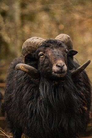 Acloseup of a bighorn sheep against a blurry fieldの写真素材