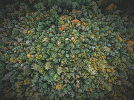 Coloured trees in autumn from above.の写真素材