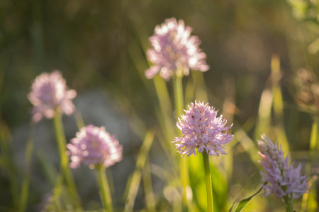 A closeup of beautiful naked man orchids, outdoorsの写真素材