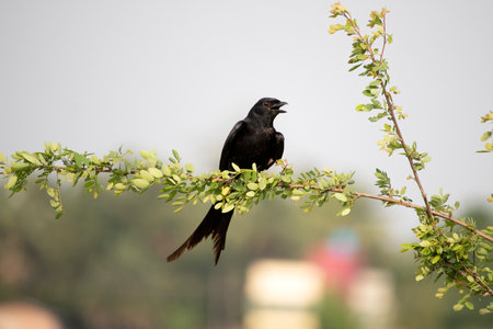 A close up natural shot of a small black bird standing on a tree branch with blurred backgroundの写真素材