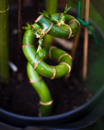 A closeup of a green plant with the blurred backgroundの写真素材