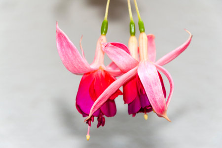 Fuchsia sp multi color flower in Guatemala. Colorful organic flower in tropical area of central america, detail of beauty, love and gardening.の写真素材