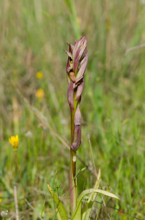 A vertical closeup shot of blooming tongue orchid flowersの写真素材