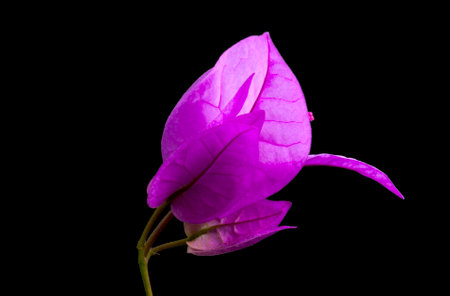 Bougainvillea flower in Guatemala, Buganvilla, Central Americaの写真素材