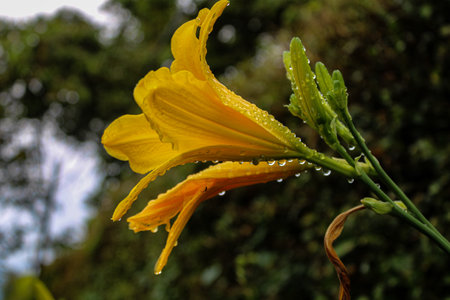 A closeup shot of a yellow daylily on a blurred backgroundの写真素材