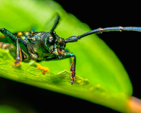 A macro shot of a beetle on a green leafの写真素材