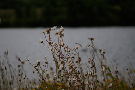 A scenic view of white daisy flowers in the field on a blurred backgroundの写真素材
