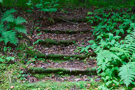 The stairs going between the green bushes