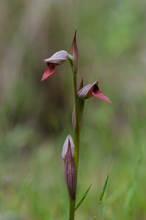 A vertical closeup shot of a blooming tongue orchid flowerの写真素材