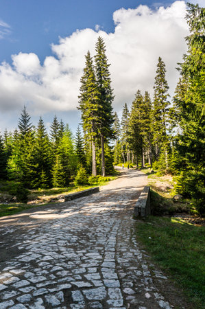 A vertical shot of a trail through trees on Karkonosze mountain in Karpacz, Polandの写真素材
