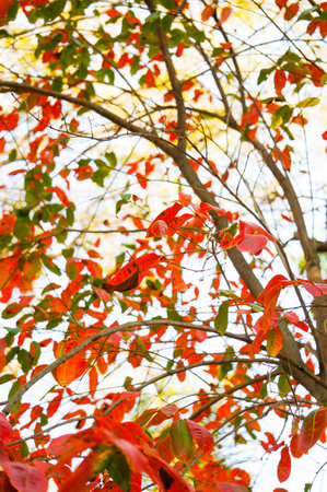 A low angle of a tree in autumnの写真素材