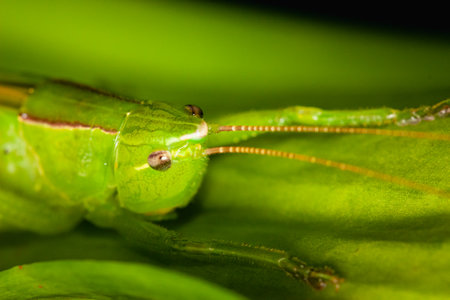 A selective focus shot of green grasshopper on green leafの写真素材