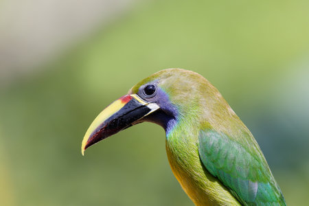 A closeup shot of Crimson-rumped toucanetの写真素材