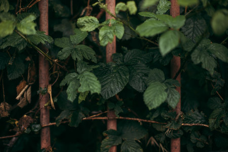 A closeup shot of green leaves on three branches at night under spotlightの写真素材