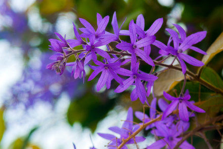 Petrea Flowers. Nazareno in Guatemala. Petrea volubilis, Petrea kohautiana.の写真素材