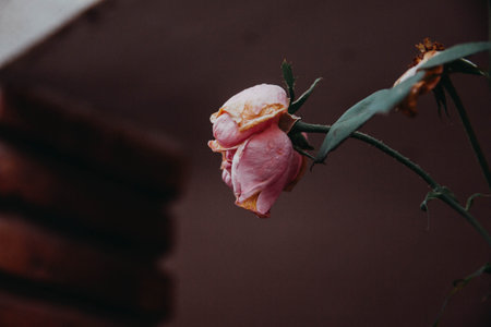 The wilted drooping faded pink roses in the gardenの写真素材
