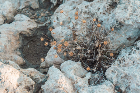 A closeup of dried flowers among rock stonesの写真素材