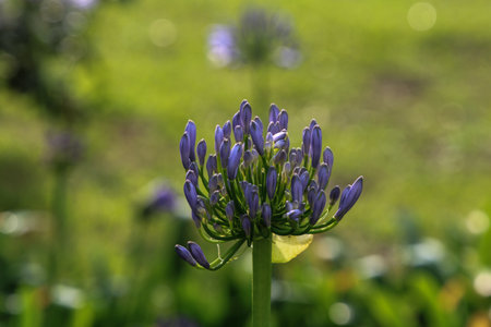 A closeup shot of blue Lily of the Nile flowers grown in the park