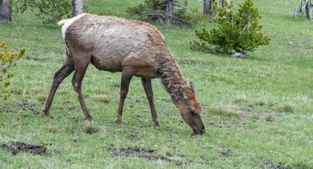 A scenic shot of a young elk from the side grazing in a meadowの写真素材