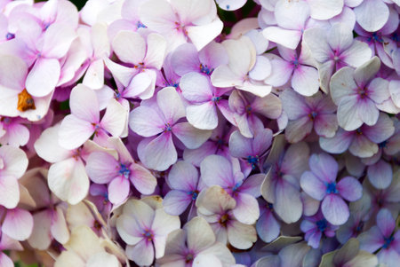 Hydrangea flower in the garden of Guatemala central america.の写真素材