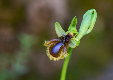 A closeup shot of a blooming southern mirror orchidの写真素材