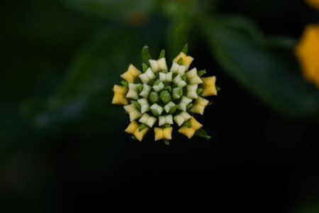 A closeup shot of a flower on a blurred backgroundの写真素材