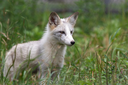 A closeup shot of a white fox