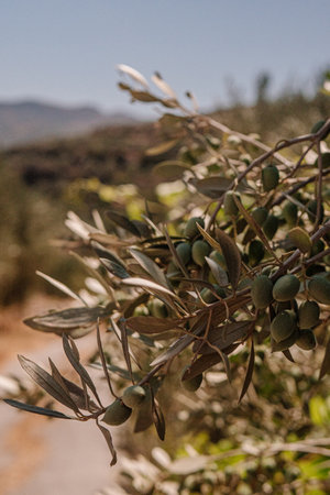 An olive tree with green olives growing near the roadの写真素材