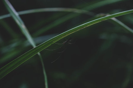 A macro shot of an insect on green lead against a dark blurred background