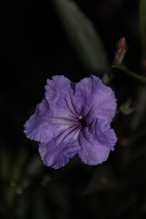 A closeup shot of a purple Ruellia flower grown in the gardenの写真素材