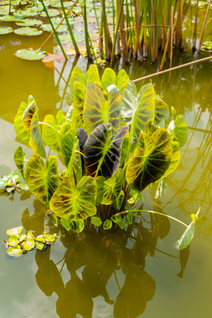 Coffee tree blossom with white color flower close up view. Coffea arabica Guatemala.の写真素材