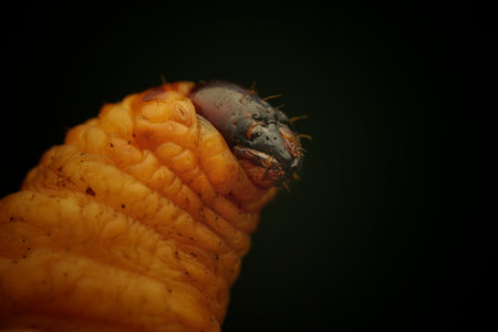 A closeup of an insect with the black backgroundの写真素材