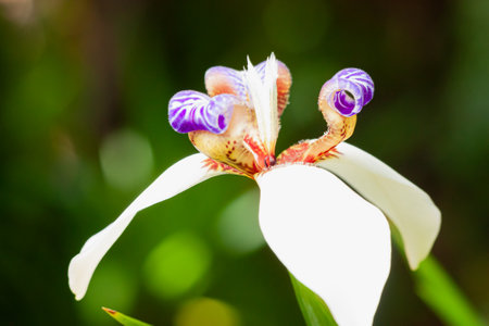 A selective focus shot of blooming Walking Iris flowers in the garden